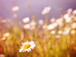 大好きだったもの、ピンクのドレスに東京の景色。思い出せないのはなぜ