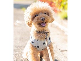 タオルがふわっとするだけでビクッ！　とってもビビりなトイプードル「空」