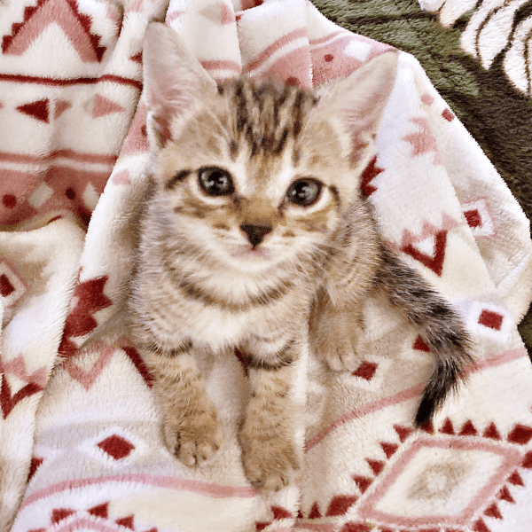 毛布にくるまれたナラちゃん（画像提供：シンバとナラさん）