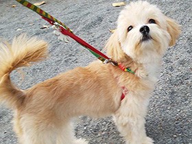 朝のお散歩、楽しいな！　ミックス犬の「パディ」