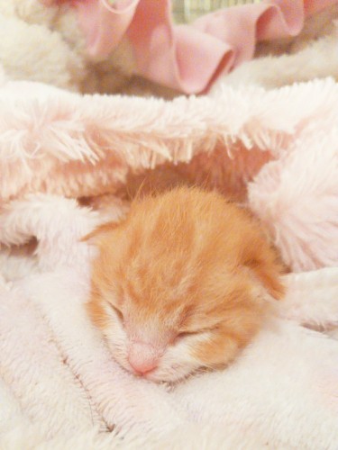 家にきたころの「琥吉（たまき）」