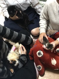 つむぎちゃん（左下）が天国に旅立つ直前に撮影した写真。右の子猫はその3日前に長女が学校から保護した生後2週間の子猫