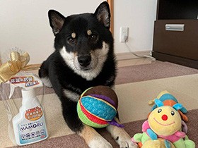 「おかえり！」　毎日ちぎれんばかりの勢いでしっぽを振ってお出迎え　黒柴「こてつ」