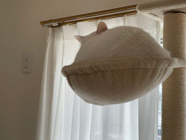 耳付き白どら焼き＝月としらたまさん（@wataneko_tsuki）提供