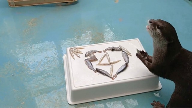 ハートを残して、周りからいただくポポちゃん（動画よりキャプチャ／提供：海遊館）