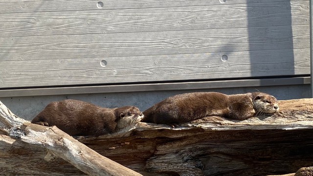 並んでお昼寝する時も　写真提供：周南市徳山動物園