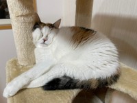 キャットタワーの柱を枕にして寝ているミケちゃん。寝顔を「痛そう」とコメントする人も（提供写真）