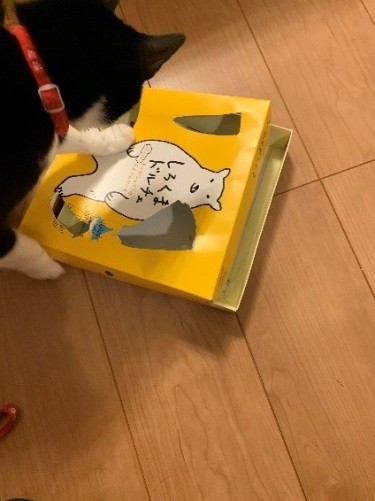 猫と遊んであげられない時 猫が一人遊びできる手作りの 知育玩具 を与えよう 犬 猫との幸せな暮らしのためのペット情報サイト Sippo