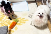 里親さんの家にいる先住犬ともすぐに打ち解け、現在は幸せいっぱいの毎日を送っています
