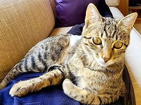 笑顔パワーでみんなをハッピーに！　オヤツ大好き娘、キジトラ猫「ひめ」