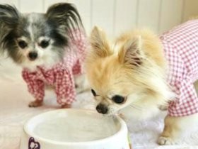 ごくごく飲めるワン　水嫌いだった愛犬が飲み干した！
