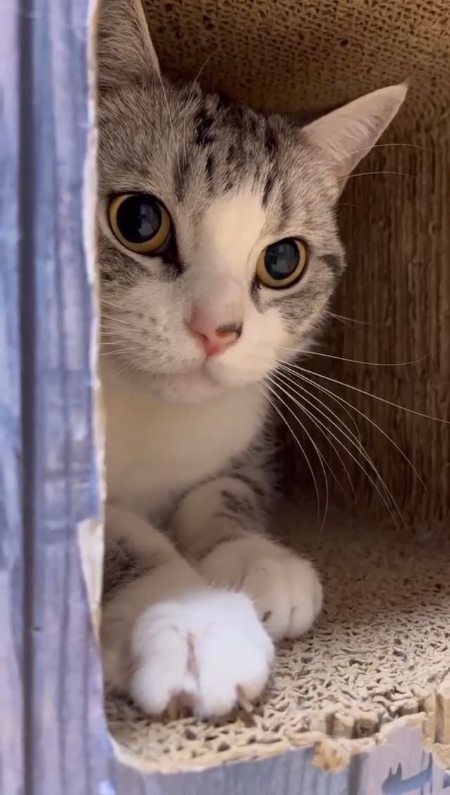 獲物（猫じゃらし）を狙うハクくん（画像提供：aiさん）