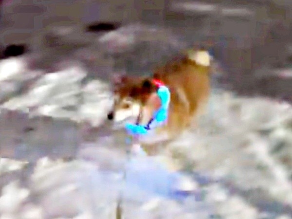 さらに勢いをつけて駆け回るハクくん（画像提供：HAKU_shiba2020さん）