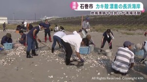 カキ殻が大量に流れ着き海水浴場開設できず　宮城・石巻市の長浜海岸で清掃活動
