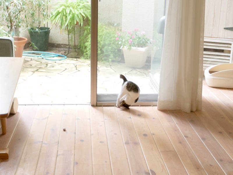 ルースのひとり一本背負