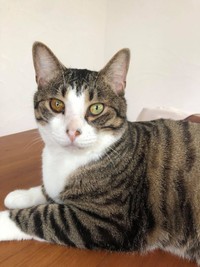 安心して暮らせる家に巡り合えたマルちゃん。ワインを通して幸せへの一歩を踏み出せる猫が増えることを願う