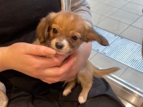 やることやっていないのに子犬に求めすぎ！　かみつくチワックスに悩む飼い主に転機が