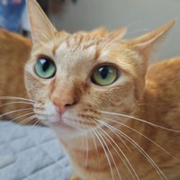 紅葉ちゃん、早朝どアップ＝chatoran818さん提供