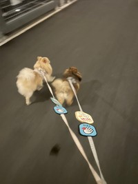 メッセージワッペンをつけて、さっそうとお散歩をするポンくん（左）とミルモくん（右）（画像提供：ミルモとポン！さん）