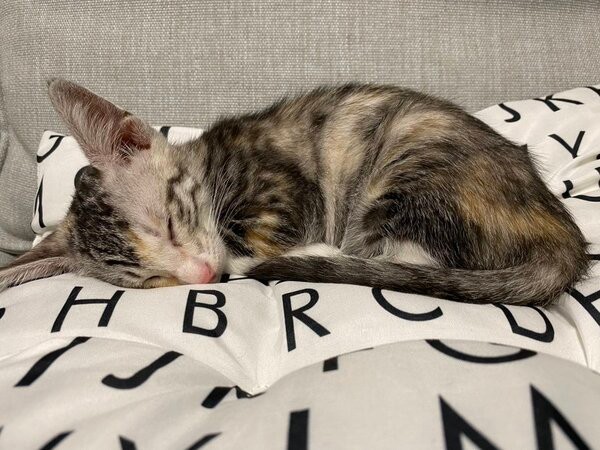 すやすや眠るテトちゃん（画像提供：テト(バステト女神)と私さん）