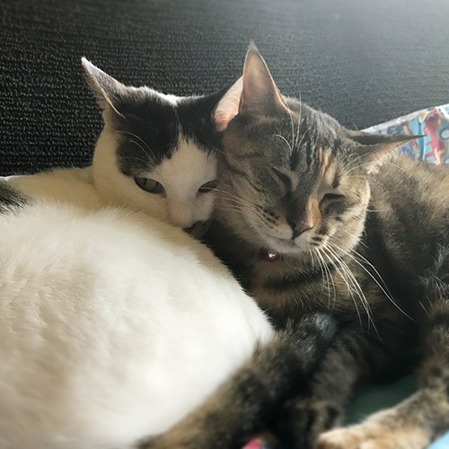 仲良しのパンチェと