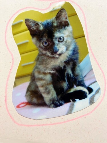 手術後、家にやってきたばかりの福