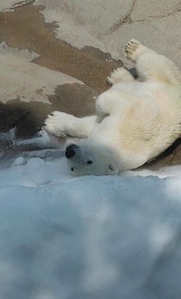 神戸市立王子動物園のメス「ゆめ」。父親は姫路市立動物園から旭川市旭山動物園へ移動した「ホクト」です