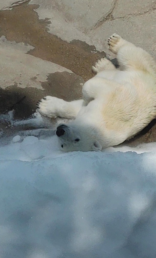 神戸市立王子動物園のメス「ゆめ」。父親は姫路市立動物園から旭川市旭山動物園へ移動した「ホクト」です