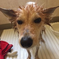 「犬のみんな気をつけて！年末 僕らはお風呂に入れられる！」（提供：雑種犬はいいぞ すべての犬はいいぞさん）