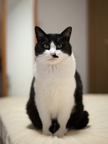 「残暑厳しい折、アイスなど食べ過ぎないように。また３週間後にお会いしましょう」（小林写函撮影）

