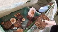 数日後には大きなしいたけがたくさん／投稿主さん提供