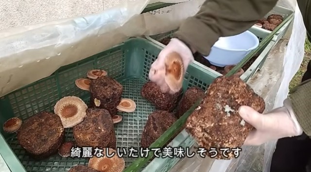 数日後には大きなしいたけがたくさん／投稿主さん提供