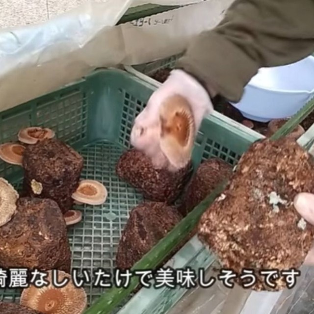 数日後には大きなしいたけがたくさん／投稿主さん提供
