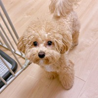 1歳を迎え、幼稚園に通いはじめたからあげちゃん（画像提供：からあげという犬さん）