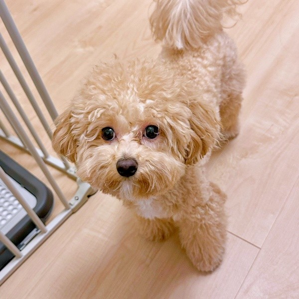 1歳を迎え、幼稚園に通いはじめたからあげちゃん（画像提供：からあげという犬さん）