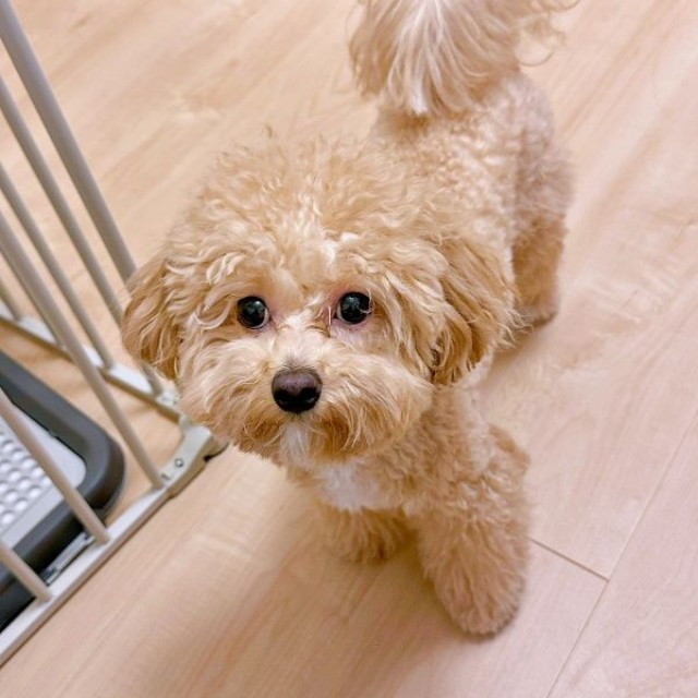 1歳を迎え、幼稚園に通いはじめたからあげちゃん（画像提供：からあげという犬さん）