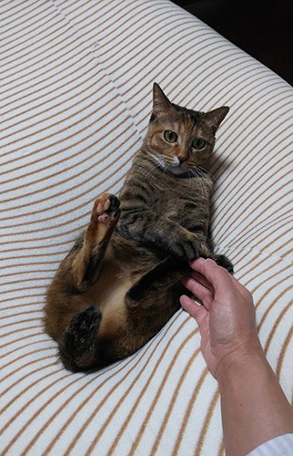 「ねえ、もっと遊ぼうよ」（由美さん提供）