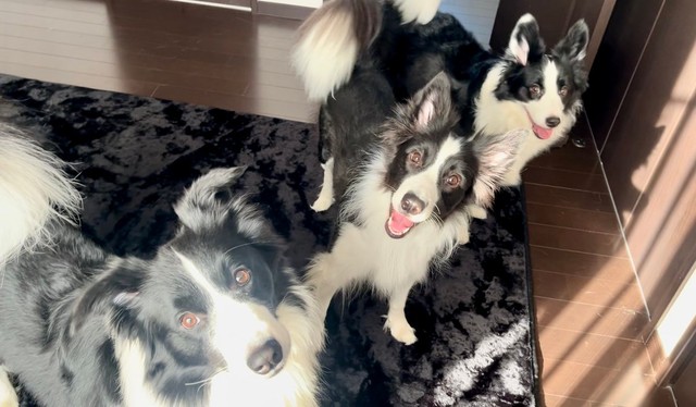 3匹はいつも仲良しです（画像提供：チロルさん）