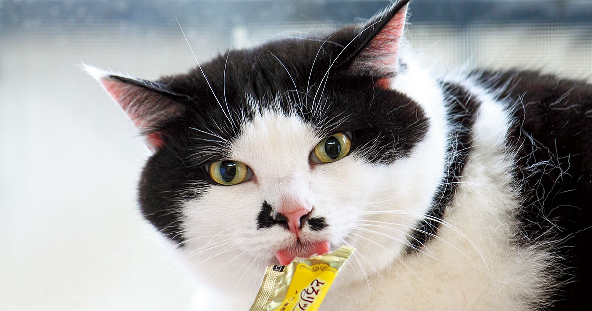 10.5kg超えの巨漢猫「希千代」 大きな体からやさしさがあふれる愛され