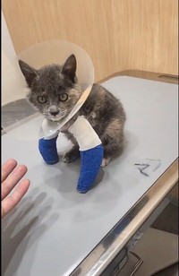 手術後のクローバーちゃん（NPO法人「ねこけん」さん提供、Xよりキャプチャ撮影）