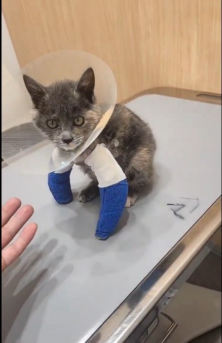 手術後のクローバーちゃん（NPO法人「ねこけん」さん提供、Xよりキャプチャ撮影）