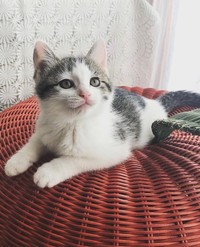 子猫時代、のんびりくつろぐリボンちゃん（画像提供：ココ･リボンさん）