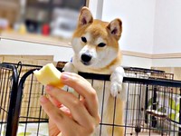 りんごをじっと見つめるリクくん（画像提供：柴犬リクさん）