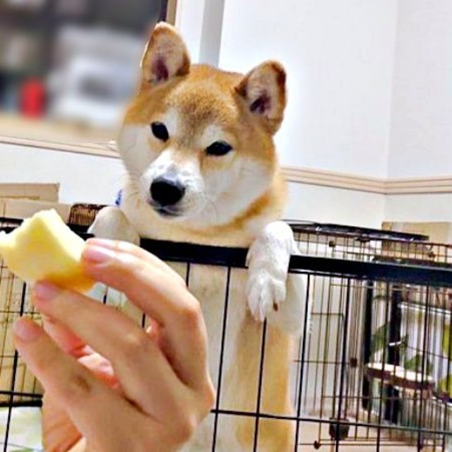 りんごをじっと見つめるリクくん（画像提供：柴犬リクさん）