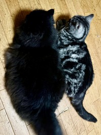 お乳吸ってたのに...今では兄貴分より大きくなった元子猫