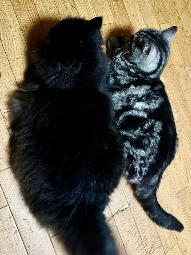 お乳吸ってたのに...今では兄貴分より大きくなった元子猫