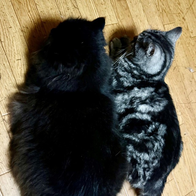 お乳吸ってたのに...今では兄貴分より大きくなった元子猫