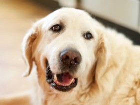 犬の老化の原因は？　見た目年齢ではわからない6つの老化