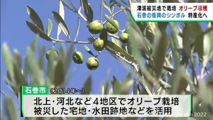 宮城・石巻市でオリーブの収穫が始まる　復興のシンボルとして２０１４年から栽培