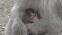 お猿の国で赤ちゃんザル誕生　香川・土庄町　24日